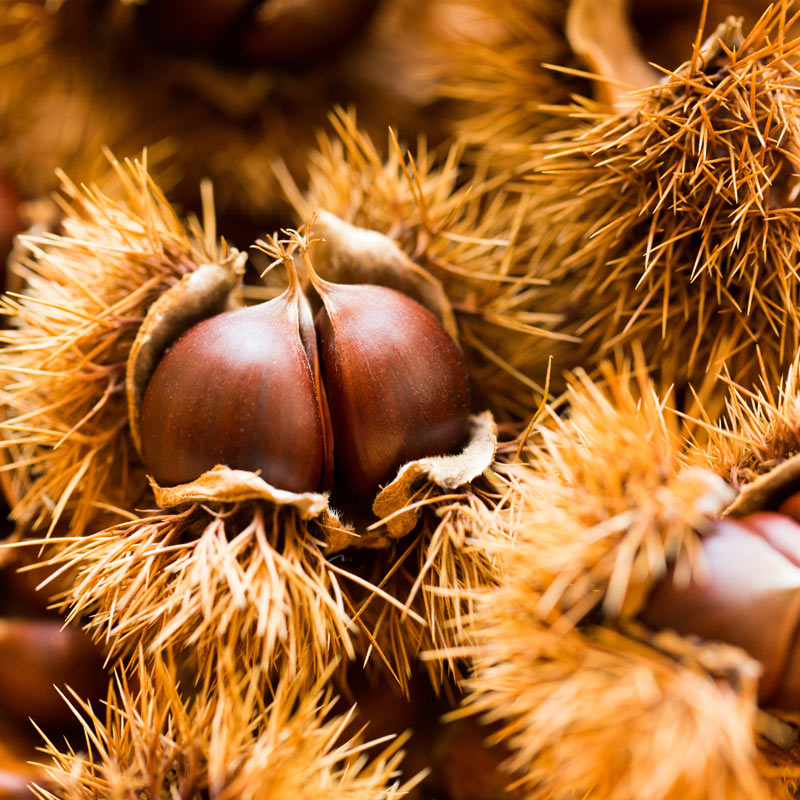 Japanese sweet chestnuts in their cases