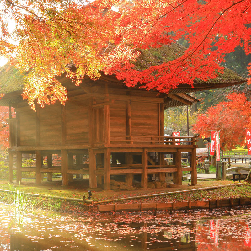 Bright autumn leaves in a Japanese park