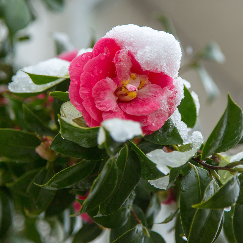 Japanese camellia covered with snow