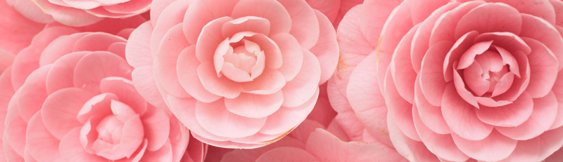 Pink camellia signify longing and admiration