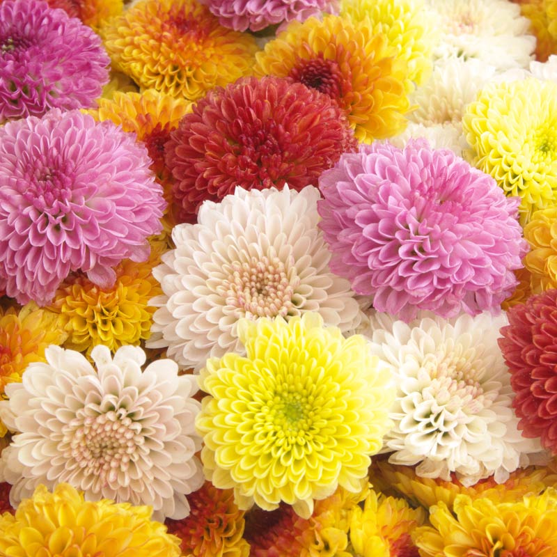 Colourful chrysanthemums