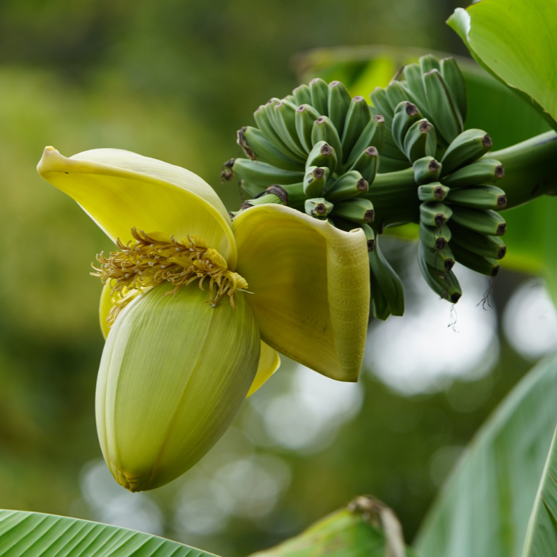 Bashofu - Japanese fibre banana