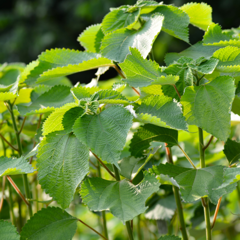 Ramie plants for producing textile fibres