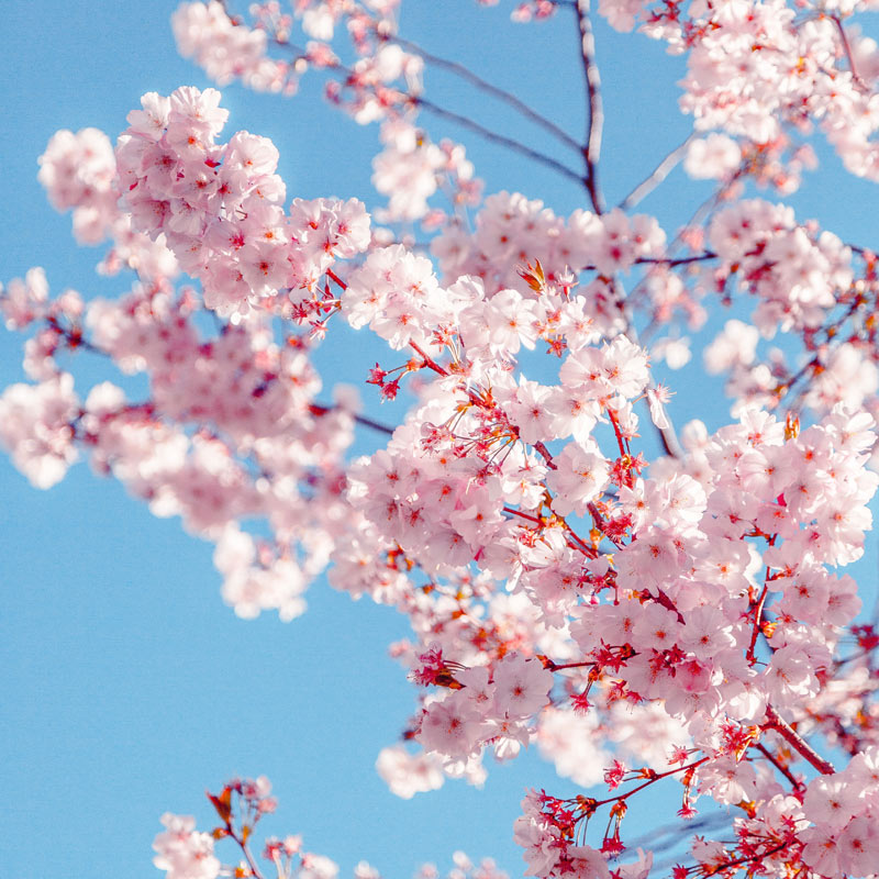 Sakura cherry blossom in the Spring