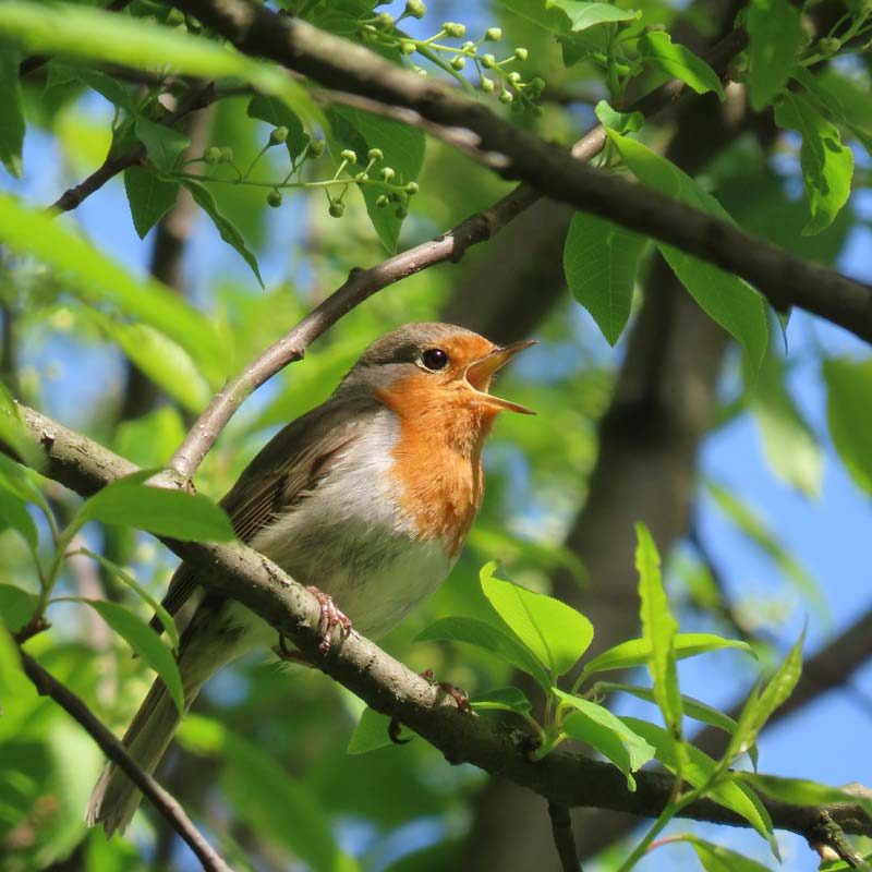 Singing robin, Photo by Nick Sokolov on Unsplash