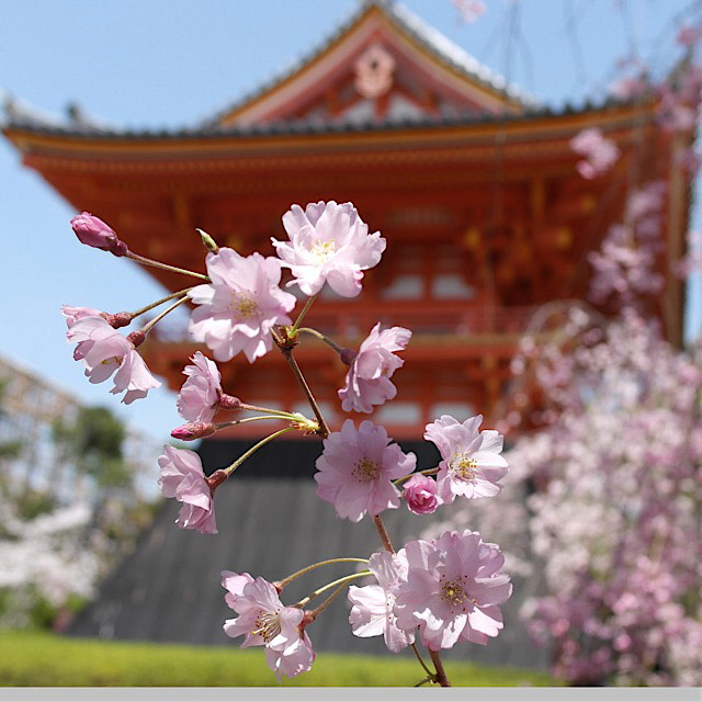 Cherry blossoms in front of Japanese temple
